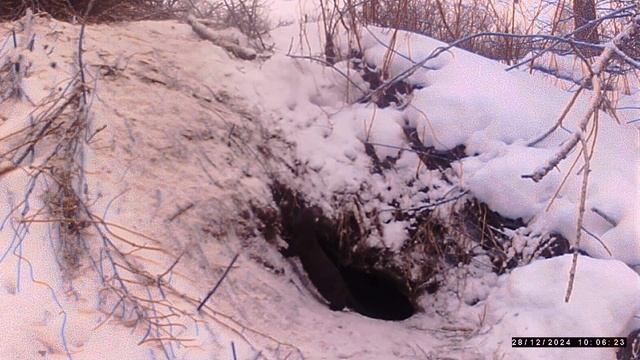 Фотоловушка. Обитатели бобровых нор. смотреть онлайн