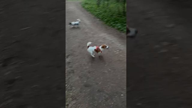 Рокси с подружкой в лесу 🌳 #джекрасселтерьер #собака #джекрассел #jackrussell #собаки #уют #спорт смотреть онлайн