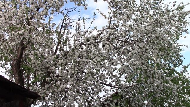 MVI_1395 смотреть онлайн
