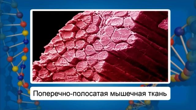 Ткани человека.8класс смотреть онлайн