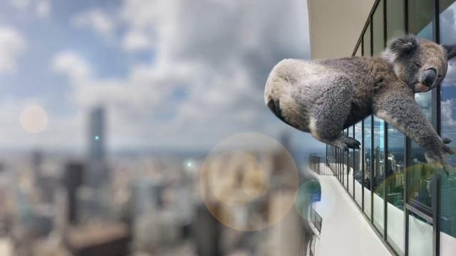 koala flying смотреть онлайн