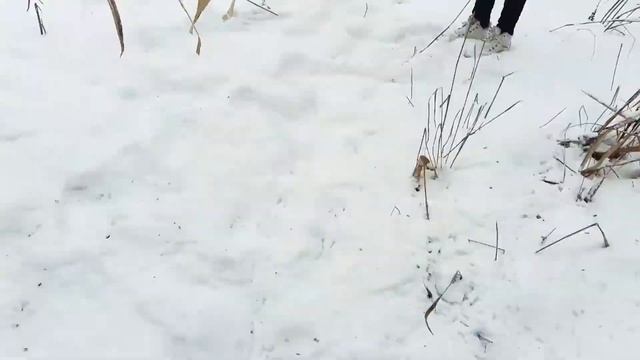 Сикреты Жилгородка!МЫ НАШЛИ ДОМ ЖИЛГОРОДСКИХ СОБАК!!! смотреть онлайн