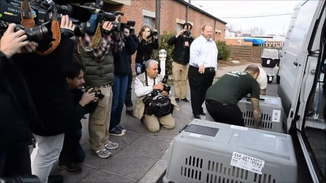 Los perros "refugiados" de Sochi смотреть онлайн