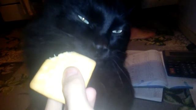 Мой Митрофан ест галеты!!!!!!👍🐱