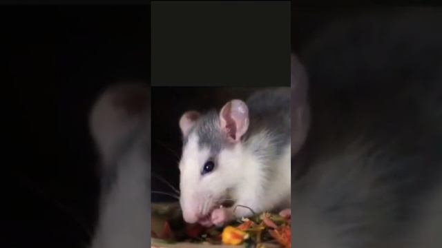 animali di HALLOWEEN 🎃 parte 5 🐀 смотреть онлайн
