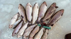 НАЛОВИЛ МЕШОК ФОРЕЛИ Ловля форели на блесну зимой Рыбалка в Кутузово