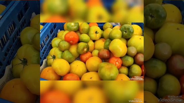 Проект "Жизнь Геленджика" 12 выпуск🌿 смотреть онлайн
