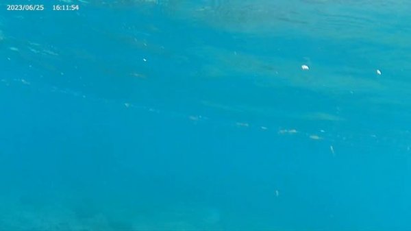 Chironex fleckeri sea wasp             The most venomous jellyfish in the world !!