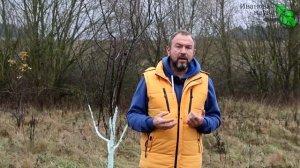 ЛИСТЬЯ и ВЕТКИ ПОЧЕРНЕЛИ! Причины могут вас удивить. Как лечить черные ветви и листья у растений.