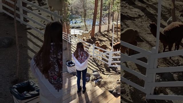 Парк альпак в Приэльбрусье 🦙 смотреть онлайн