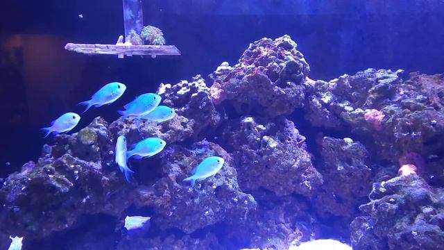 Chromis and Tangs swimming in current in a 250 Gallon Saltwater Aquarium смотреть онлайн