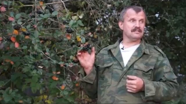 Травовед Рябина черная Рассказывает Моряков Сергей Викторович смотреть онлайн