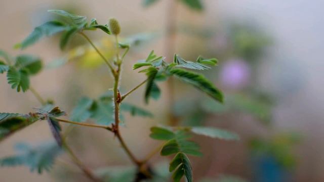 Touch Me NOT - Mimosa pudica - 3 смотреть онлайн