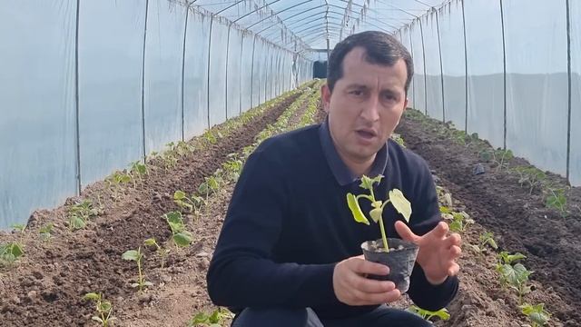 Вақти шинондани парвардаи бодиринг деҳқон ба хатоги роҳ додаги. смотреть онлайн
