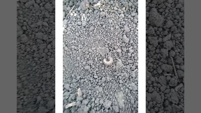Совка лютый зверь 👹 смотреть онлайн