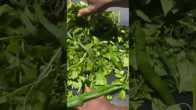 Fresh 100% organic herbs straight from the garden! #gardening -#planterhgc2023 #backyardgardening смотреть онлайн