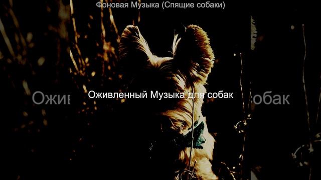 Впечатление (Милые Собаки) смотреть онлайн
