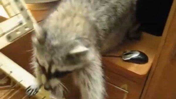 Лазалка для енота