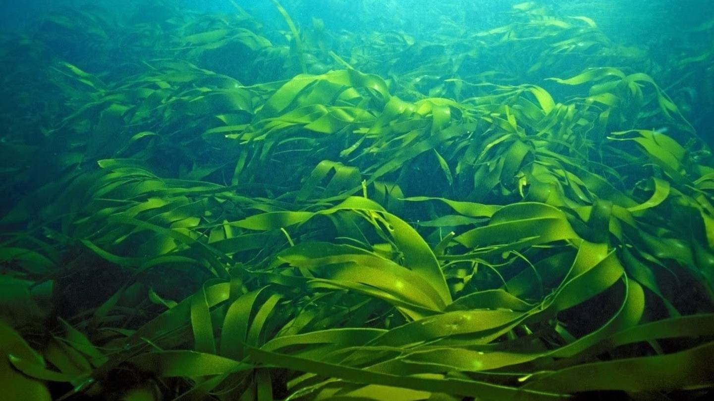 Все про ламинарию. смотреть онлайн