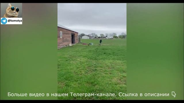 Смешные видео с кошками #5. Лучшая (МИНИ) подборка. смотреть онлайн