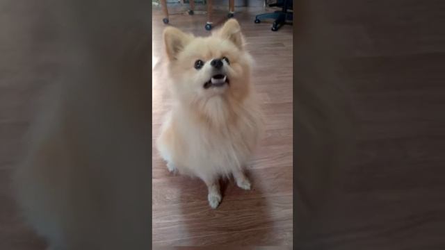 Шпиц собака улыбака. смотреть онлайн