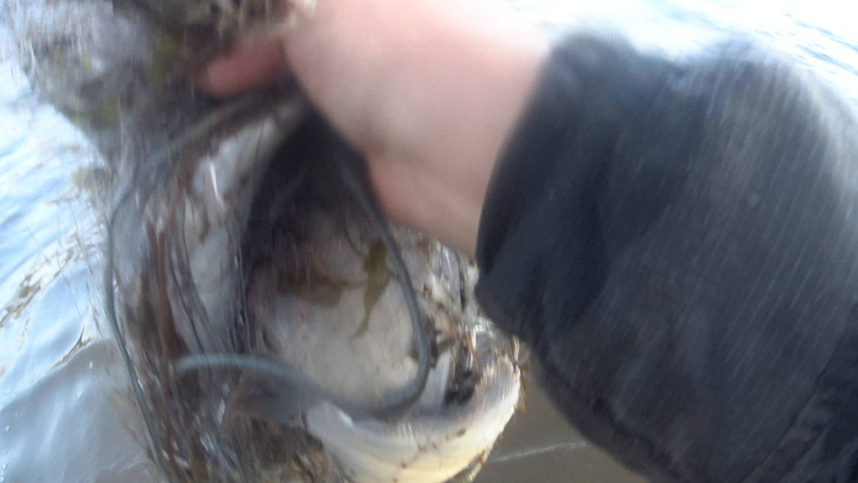 Вот так наловил!Чем больше иду по сетке тем они крупнее и больше!Здоровые лепёхи на Белом море! смотреть онлайн