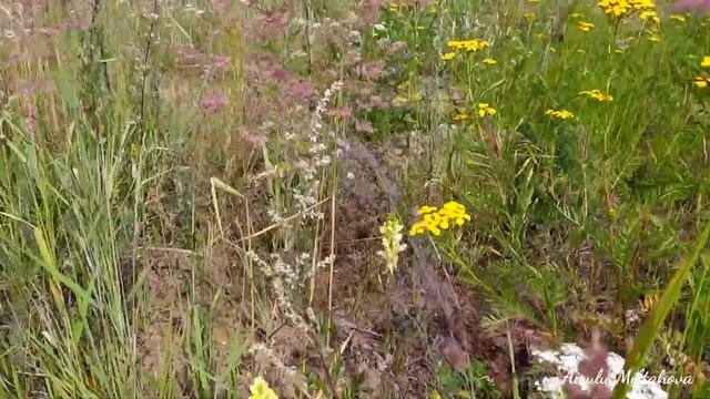 Летние зарисовки смотреть онлайн