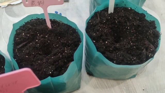 Сажаем арбузы и дыни на рассаду. Проращивание семян арбузов и дынь, новый способ. 10 апреля 2024 го