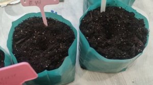 Сажаем арбузы и дыни на рассаду. Проращивание семян арбузов и дынь, новый способ. 10 апреля 2024 го