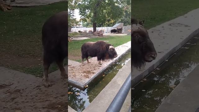 Снимаю Овцебыка смотреть онлайн