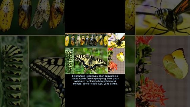 3 hewan yang mengalami metamorfosis sempurna #faktadunia #faktaunikhewan #shortvideos смотреть онлайн