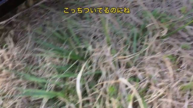 ステップワゴン　RK5 交換簡単！フォグランプLED化 ステップワゴンオーナーさんは特にチャンネル登録お願いします　R4/11/19 説明文追加しました