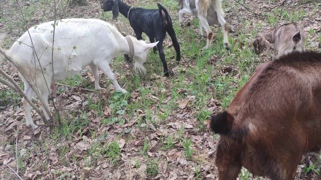 пасу кози в лісі і яка зараз краса смотреть онлайн
