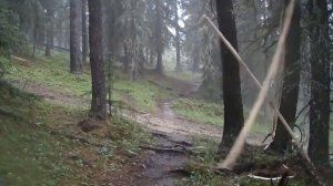 Это Нужно Увидеть / Безумные Случаи с Животными, Снятые на Камеру