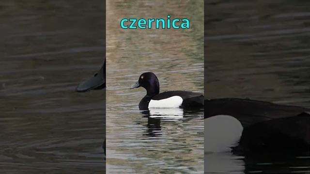 Ptaki Polski 11. Kaczki cz. 1 смотреть онлайн