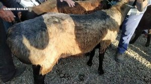 НАРХИ ГУСФАНДХО мол бозор ленинский Душанбе