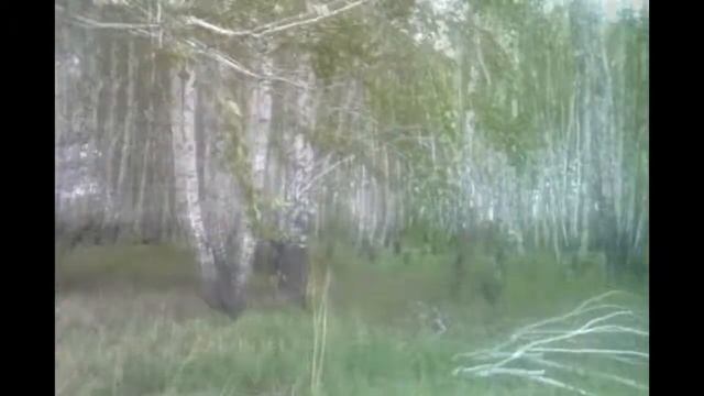 Мой одиночный поход / В далекую, березовую рощу