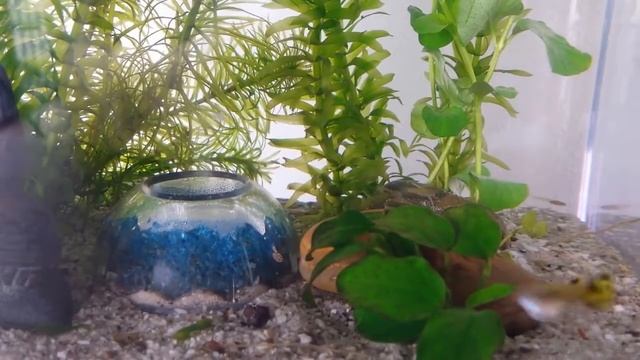 Camry CR 7931 - 7 liter guppies aquarium pt.2 смотреть онлайн