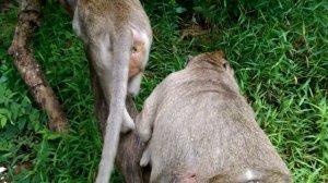 Baby Monkey is Very Pity Cos Mom is very sick on her body, monkey lover,