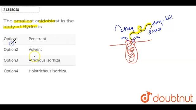 The smallest cnidoblast in the body of Hydra is смотреть онлайн