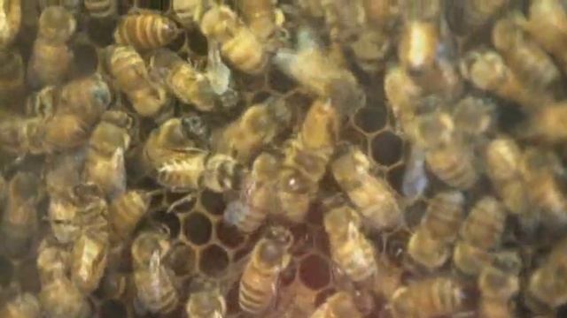 New Camera Captures Bug's Eye View смотреть онлайн