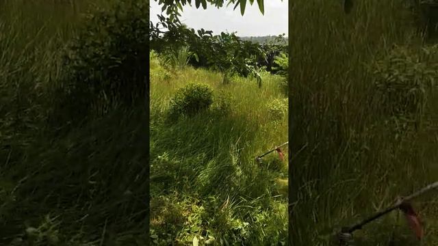 Honda Brush Cutter Machine For Cutting Of Grasses