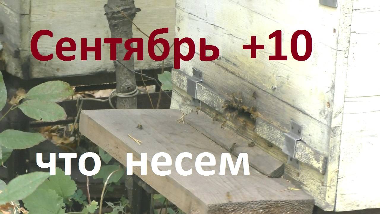 Сентябрь, идет падевый медосбор смотреть онлайн