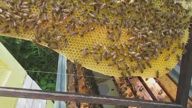 пчеловодство на ячейке 4,9 мм, часть 77, проверяю клеща Варроа в искусственном рое 5.06.2024 смотреть онлайн