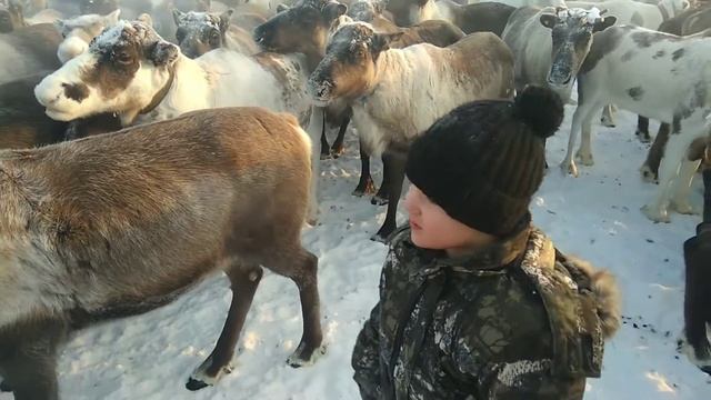 Лесной олень)) смотреть онлайн