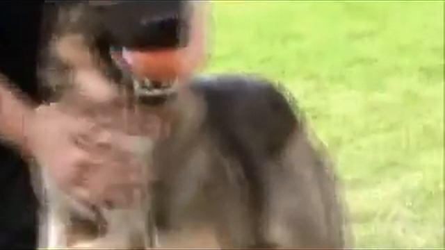 Оливия смотреть онлайн