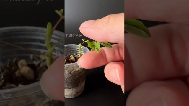 Мимоза или акация серебристая