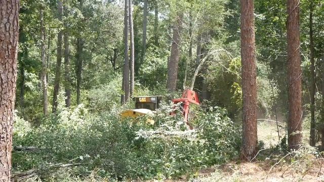 Women Owning Woodlands- Using a Consulting Forester on Your Land смотреть онлайн