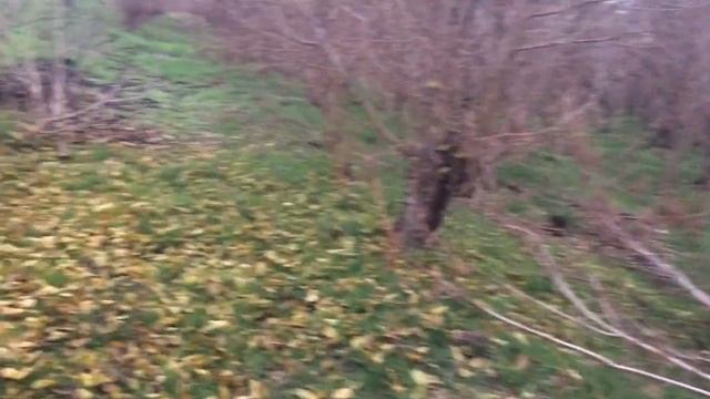 ✅ОХОТА на ФАЗАНА с ПНЕВМАТИКОЙ. МНОГО ФАЗАНА! смотреть онлайн