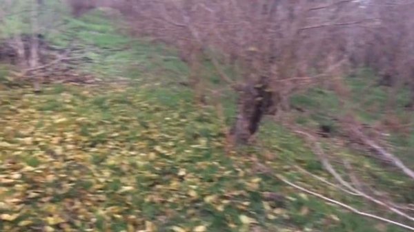 ✅ОХОТА на ФАЗАНА с ПНЕВМАТИКОЙ. МНОГО ФАЗАНА!